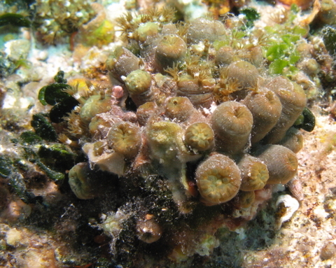 Madrepora verde (Maasella edwardsi)